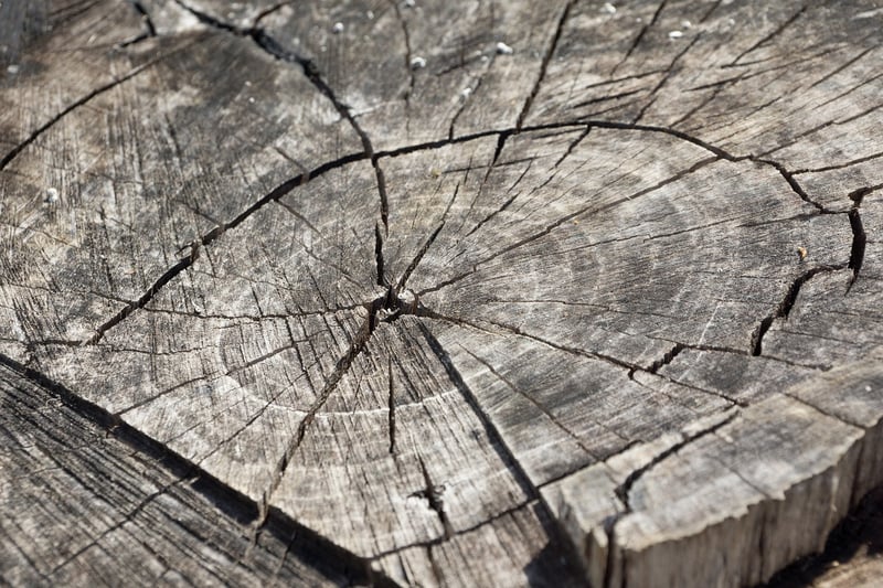 Tree Stump Centerpieces