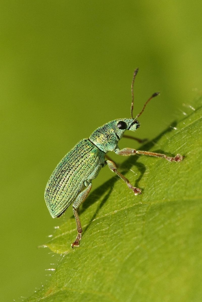 Firefly Dance