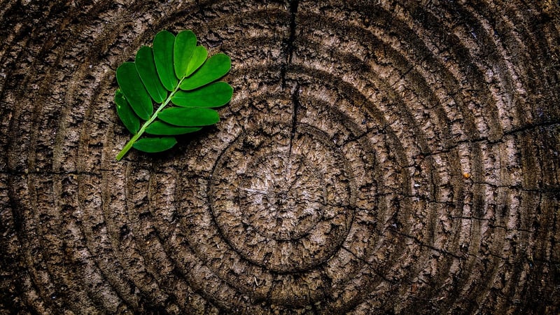 Tree Stump Centerpiece
